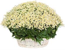 Цветочная композиция из Ромашки в корзине #REPLACE_PRED# Вознесенской Краснодарского края