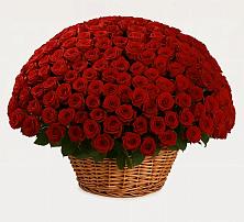 Премиум букет из: Розы #REPLACE_PRED# Вознесенской Краснодарского края